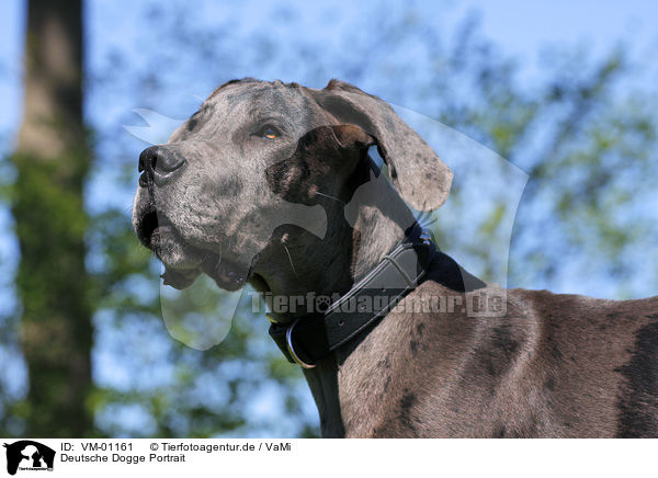 Deutsche Dogge Portrait / Great Dane Portrait / VM-01161