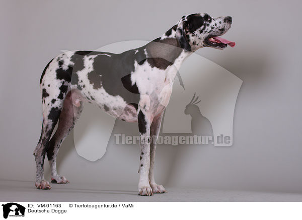 Deutsche Dogge / VM-01163