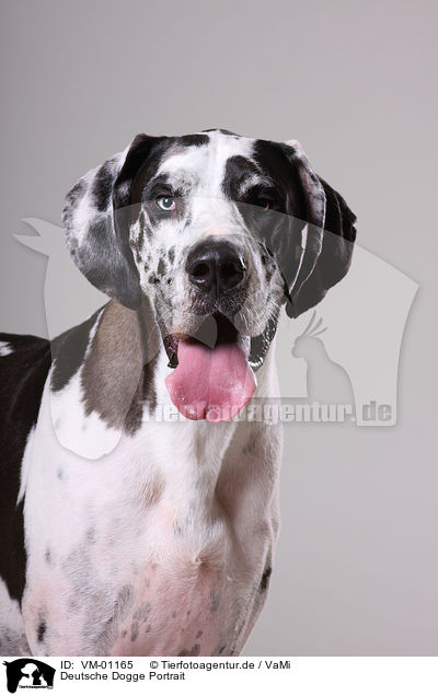 Deutsche Dogge Portrait / Great Dane Portrait / VM-01165