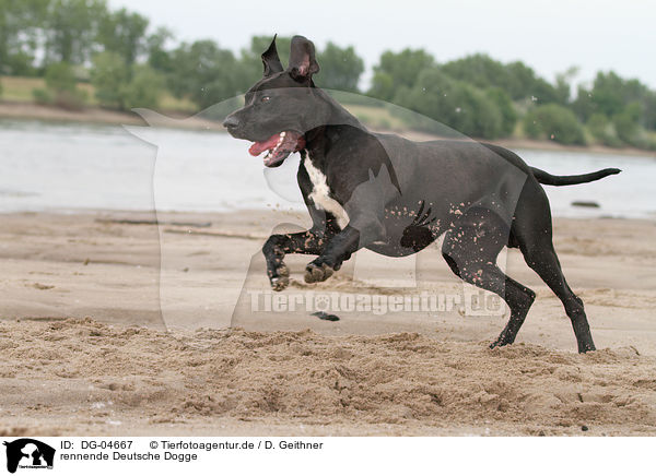 rennende Deutsche Dogge / DG-04667