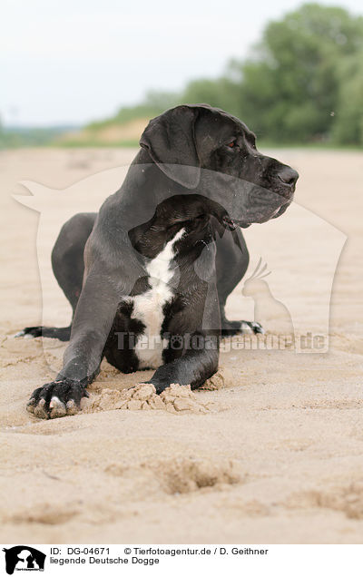 liegende Deutsche Dogge / DG-04671