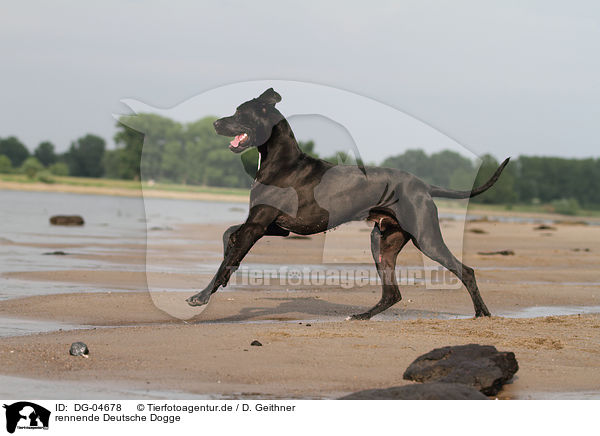 rennende Deutsche Dogge / running Great Dane / DG-04678