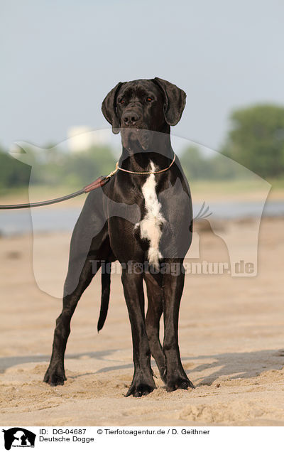 Deutsche Dogge / Great Dane / DG-04687