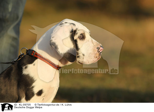 Deutsche Dogge Welpe / Great Dane Puppy / KL-09705