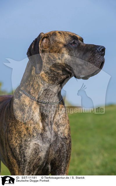 Deutsche Dogge Portrait / Great Dane Portrait / SST-11181