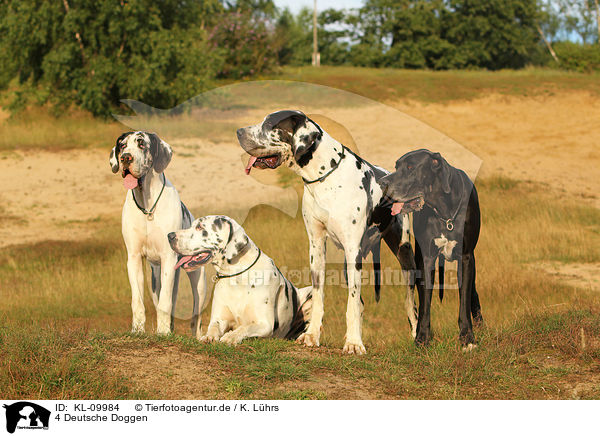 4 Deutsche Doggen / 4 Great Danes / KL-09984
