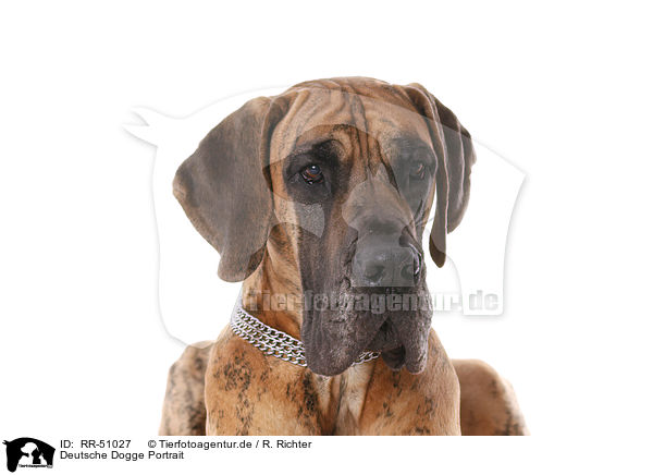 Deutsche Dogge Portrait / Great Dane Portrait / RR-51027
