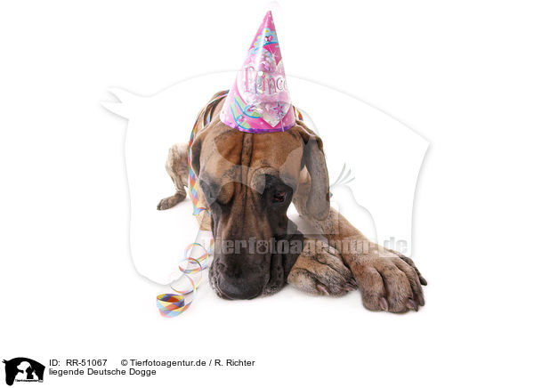 liegende Deutsche Dogge / lying Great Dane / RR-51067