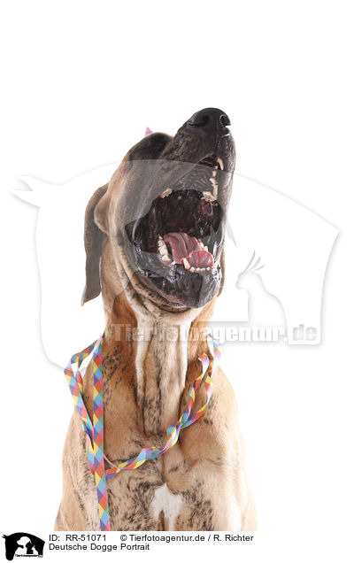 Deutsche Dogge Portrait / RR-51071