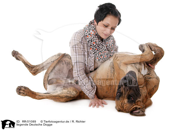 liegende Deutsche Dogge / lying Great Dane / RR-51089