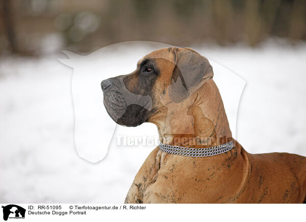 Deutsche Dogge Portrait / RR-51095
