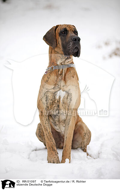 sitzende Deutsche Dogge / sitting great dane / RR-51097