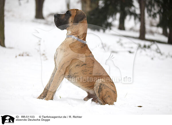 sitzende Deutsche Dogge / RR-51103