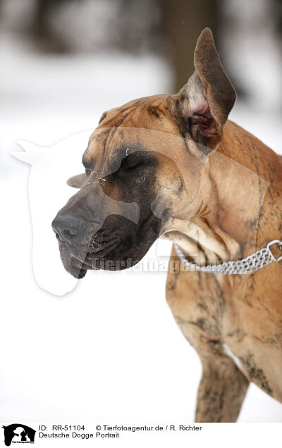 Deutsche Dogge Portrait / Great Dane Portrait / RR-51104