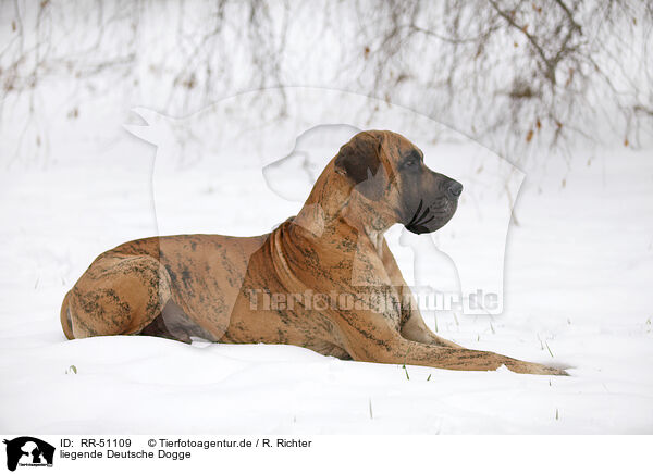 liegende Deutsche Dogge / RR-51109