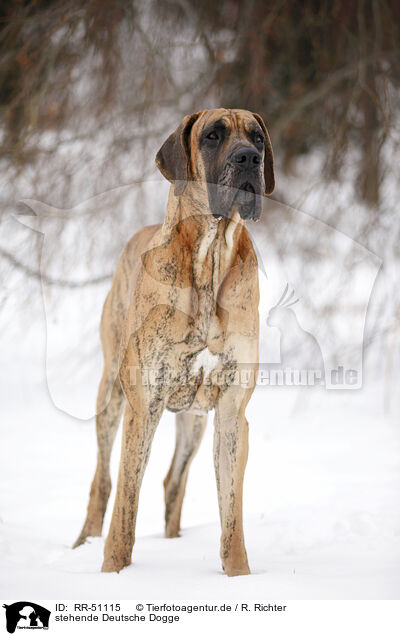 stehende Deutsche Dogge / RR-51115
