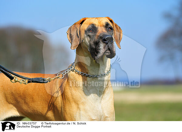 Deutsche Dogge Portrait / Great Dane portrait / NN-03757