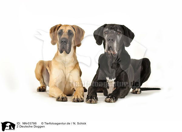 2 Deutsche Doggen / NN-03786