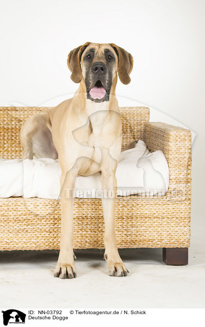 Deutsche Dogge / NN-03792