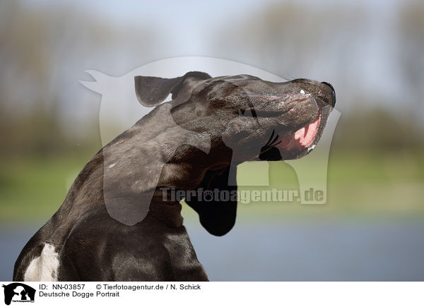 Deutsche Dogge Portrait / NN-03857