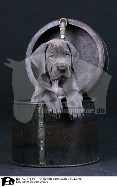 Deutsche Dogge Welpe / KL-11819