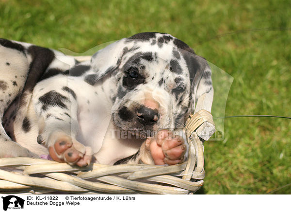Deutsche Dogge Welpe / KL-11822
