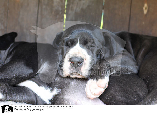 Deutsche Dogge Welpe / KL-11827