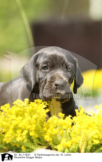 Deutsche Dogge Welpe / KL-11831