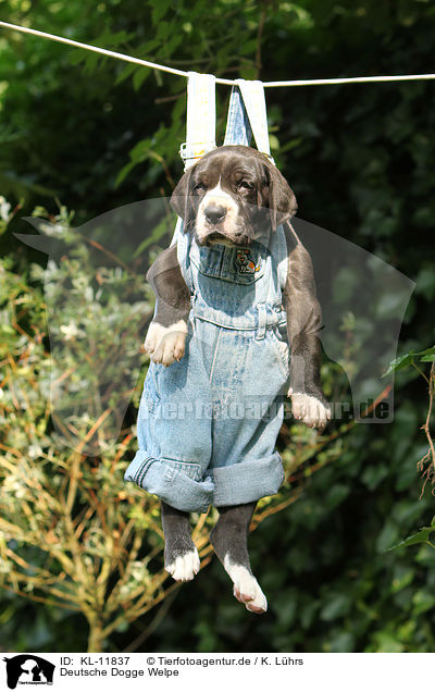 Deutsche Dogge Welpe / Great Dane Puppy / KL-11837
