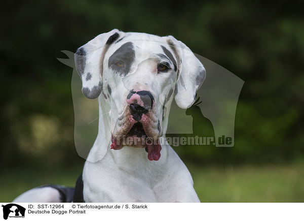 Deutsche Dogge Portrait / SST-12964