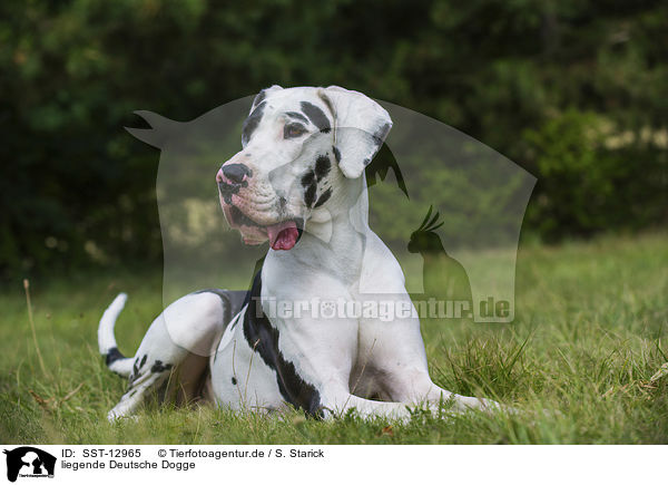 liegende Deutsche Dogge / SST-12965