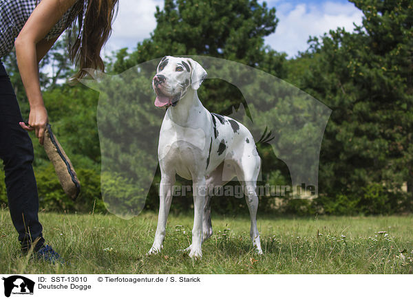 Deutsche Dogge / Great Dane / SST-13010
