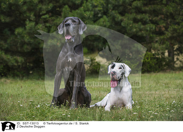 2 Deutsche Doggen / 2 Great Danes / SST-13013