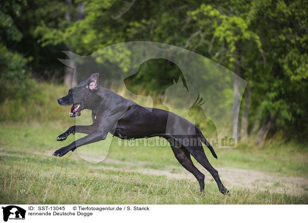 rennende Deutsche Dogge / running Great Dane / SST-13045