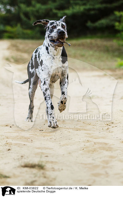 spielende Deutsche Dogge / playing Great Dane / KMI-03822