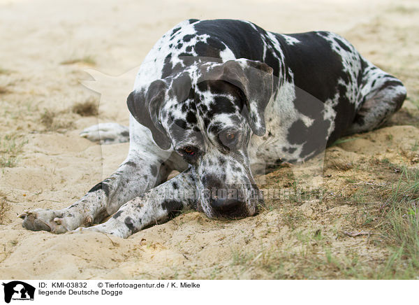 liegende Deutsche Dogge / KMI-03832