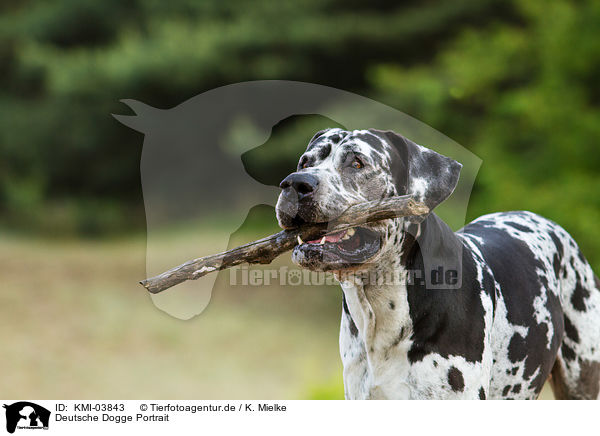 Deutsche Dogge Portrait / Great Dane portrait / KMI-03843