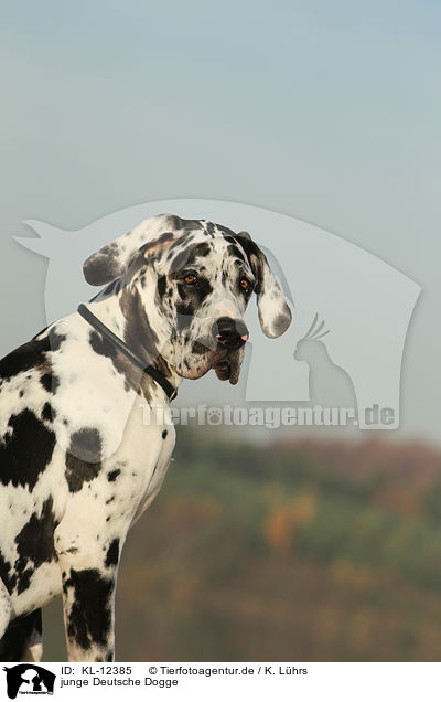 junge Deutsche Dogge / young Great Dane / KL-12385