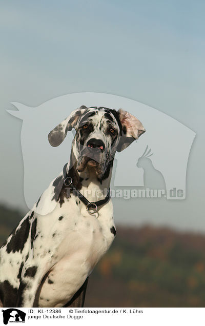 junge Deutsche Dogge / young Great Dane / KL-12386