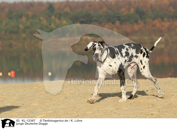 junge Deutsche Dogge / young Great Dane / KL-12387