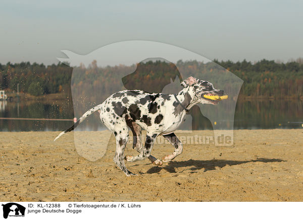 junge Deutsche Dogge / young Great Dane / KL-12388