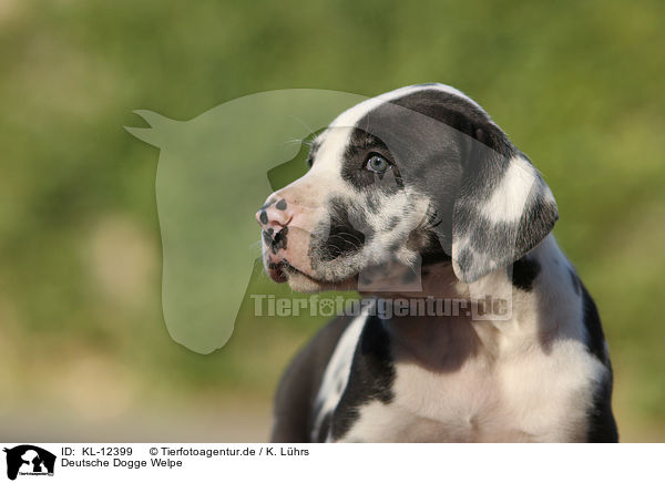 Deutsche Dogge Welpe / Great Dane Puppy / KL-12399