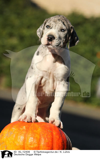 Deutsche Dogge Welpe / Great Dane Puppy / KL-12406