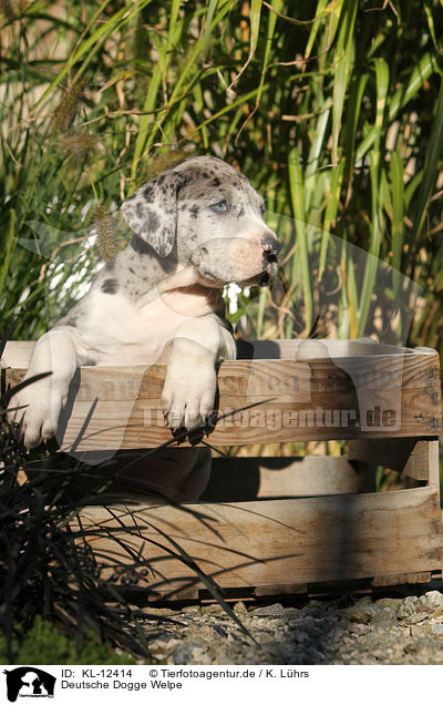 Deutsche Dogge Welpe / Great Dane Puppy / KL-12414