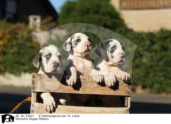 Deutsche Dogge Welpen / Great Dane Puppies / KL-12421