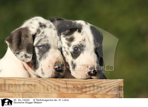 Deutsche Dogge Welpen / Great Dane Puppies / KL-12422