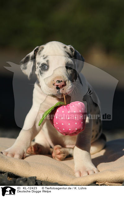 Deutsche Dogge Welpe / Great Dane Puppy / KL-12423