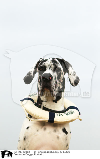 Deutsche Dogge Portrait / KL-13082