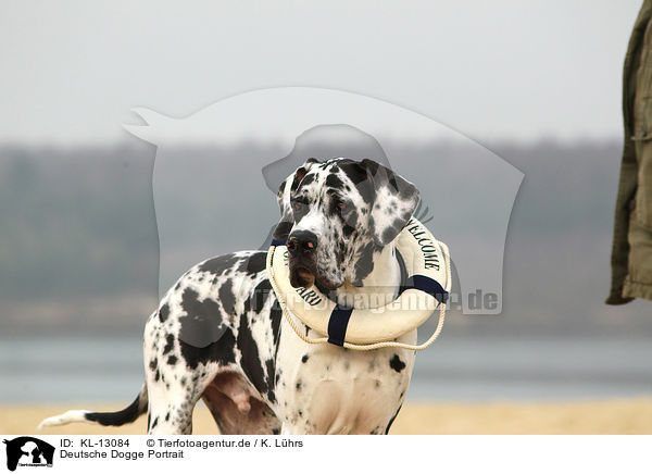 Deutsche Dogge Portrait / KL-13084