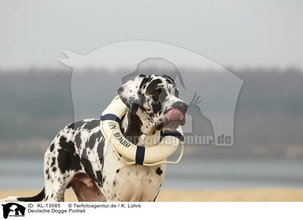 Deutsche Dogge Portrait / KL-13085